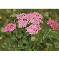 Pink Yarrow Dropper, 1 oz, Flower Essence Services