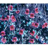 Purple Monkeyflower Dropper, 0.25 oz, Flower Essence Services