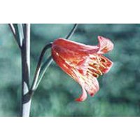 Scarlet Frittilary Dropper, 1 oz, Flower Essence Services