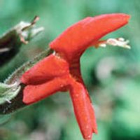 Scarlet Monkeyflower Dropper, 1 oz, Flower Essence Services