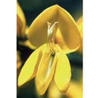 Scotch Broom Dropper, 1 oz, Flower Essence Services