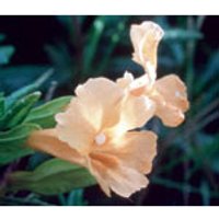 Sticky Monkeyflower Dropper, 0.25 oz, Flower Essence Services