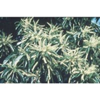 Sweet Chestnut Dropper, 1 oz, Flower Essence Services