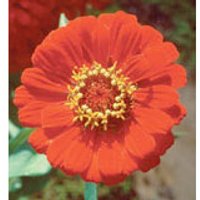 Zinnia Dropper, 0.25 oz, Flower Essence Services