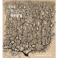 The Beautiful Brain