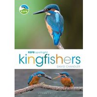 Kingfishers