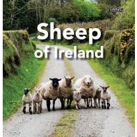 Sheep of Ireland