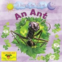 A Day in the Life of an Ant