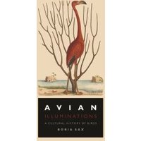 Avian Illuminations
