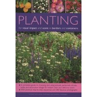 Planting for Visual Impact and Scent in Borders and Containers