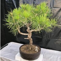 Japanese Black Pine Bonsai TreeArt Shaped Curved Strunk With Tiered Branching(pinus thunbergii 'mikawa')