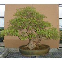 Trident Maple Bonsai Tree (acer buergerianum)