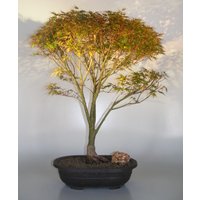 Dwarf Japanese Maple(acer palmatum kiyo hime)