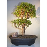 Baby Jade Bonsai Tree(Portulacaria Afra)