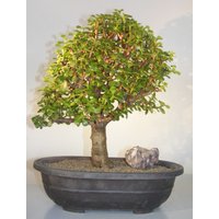 Baby Jade Bonsai Tree(Portulacaria Afra)