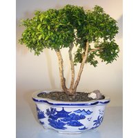 Japanese Kingsville Boxwood Bonsai Tree (buxus microphylla compacta)