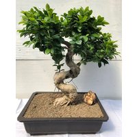 Fruiting Green Emerald Ficus Bonsai Tree (ficus microcarpa)