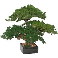 Monterey Juniper Triple Trunk Preserved Bonsai Tree (Preserved - Not a Living Tree)