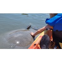 Orlando Manatee and Dolphin Tour