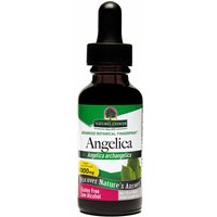 Angelica Root Extract Liquid 1 oz from Natures Answer