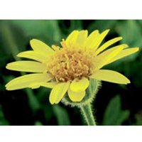 Arnica Dropper, 0.25 oz, Flower Essence Services