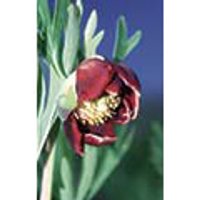 California Peony Dropper, 1 oz, Flower Essence Services