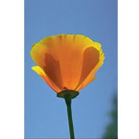 California Poppy Dropper, 0.25 oz, Flower Essence Services