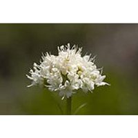 California Valerian Dropper, 1 oz, Flower Essence Services