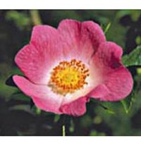 California Wild Rose Dropper, 1 oz, Flower Essence Services