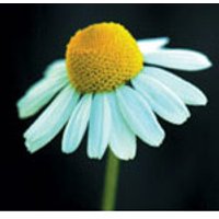 Chamomile Dropper, 0.25 oz, Flower Essence Services