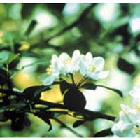 Crab Apple Dropper, 1 oz, Flower Essence Services