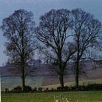 Elm Dropper, 0.25 oz, Flower Essence Services