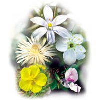 Five-Flower Formula Dropper, 0.25 oz, Flower Essence Services