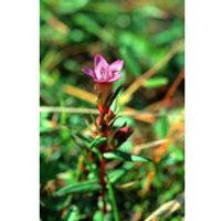 Gentian Dropper, 0.25 oz, Flower Essence Services