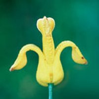 Golden Ear Drops Dropper, 0.25 oz, Flower Essence Services