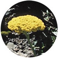 Golden Yarrow Dropper, 1 oz, Flower Essence Services