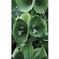 Green Bells of Ireland Dropper, 0.25 oz, Flower Essence Services