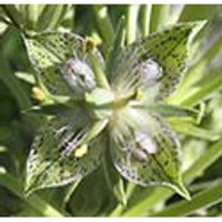 Green Cross Gentian Dropper, 1 oz, Flower Essence Services
