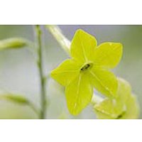 Green Nicotiana Dropper, 0.25 oz, Flower Essence Services