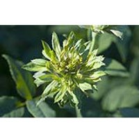 Green Rose Dropper, 1 oz, Flower Essence Services