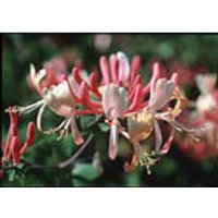 Honeysuckle Dropper, 1 oz, Flower Essence Services