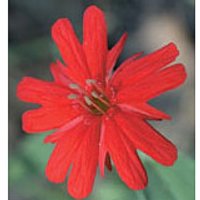 Indian Pink Dropper, 1 oz, Flower Essence Services