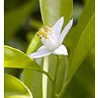 Lemon Dropper, 1 oz, Flower Essence Services