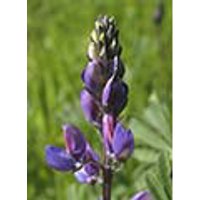 Lupine Dropper, 1 oz, Flower Essence Services