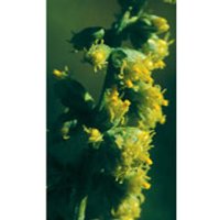 Mugwort Dropper, 0.25 oz, Flower Essence Services