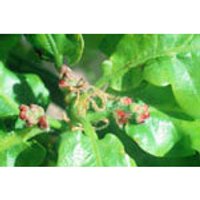 Oak Dropper, 0.25 oz, Flower Essence Services