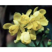 Oregon Grape Dropper, 1 oz, Flower Essence Services