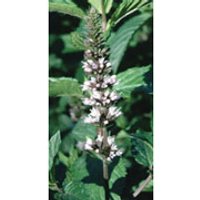 Peppermint Dropper, 0.25 oz, Flower Essence Services