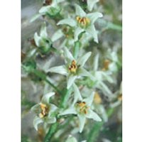 Poison Oak Dropper, 1 oz, Flower Essence Services