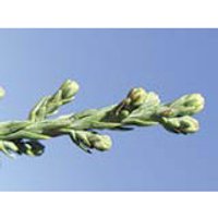 Redwood Dropper, 1 oz, Flower Essence Services